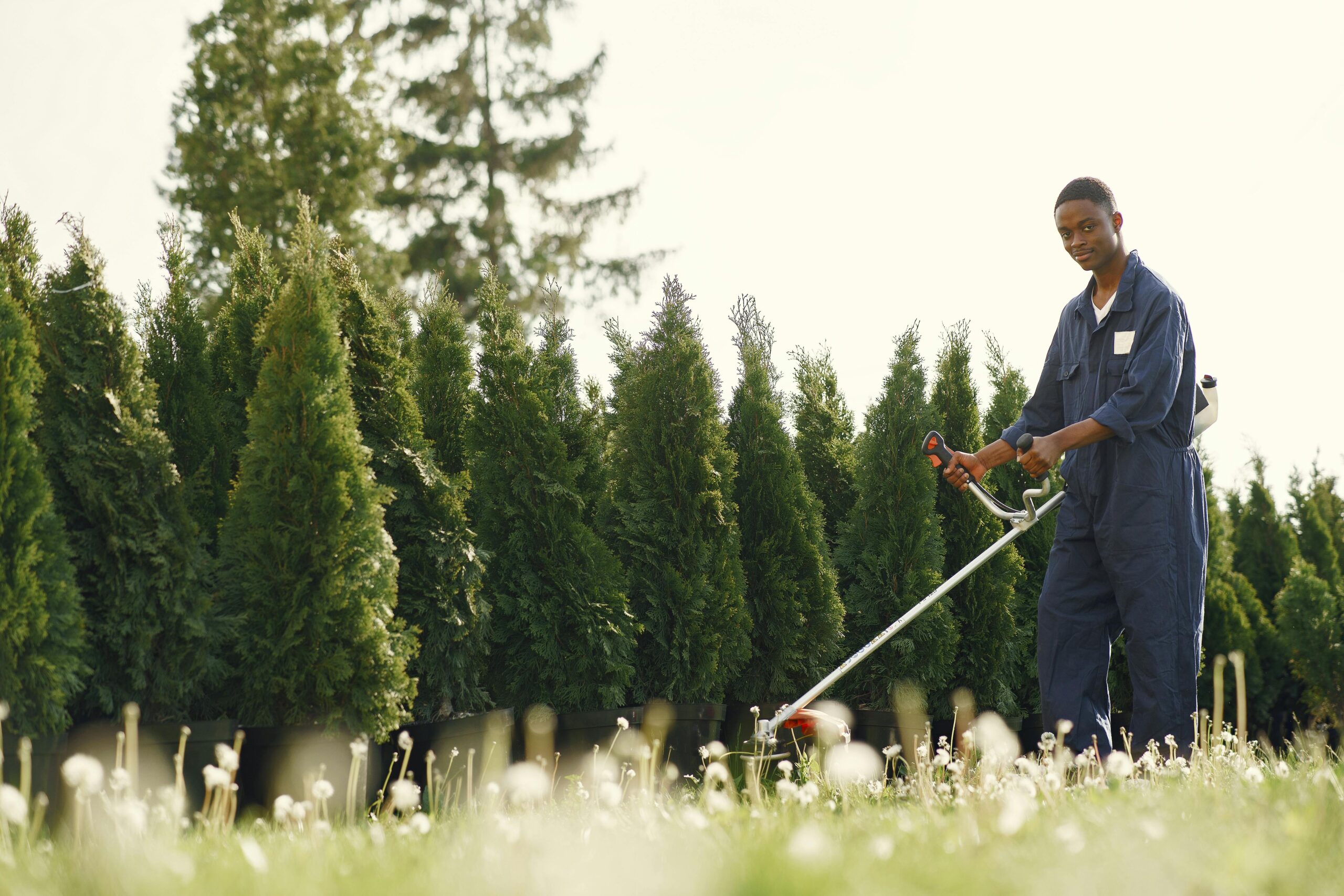 Experienced gardener in overalls uses a trimmer to maintain lush green hedge in daylight.